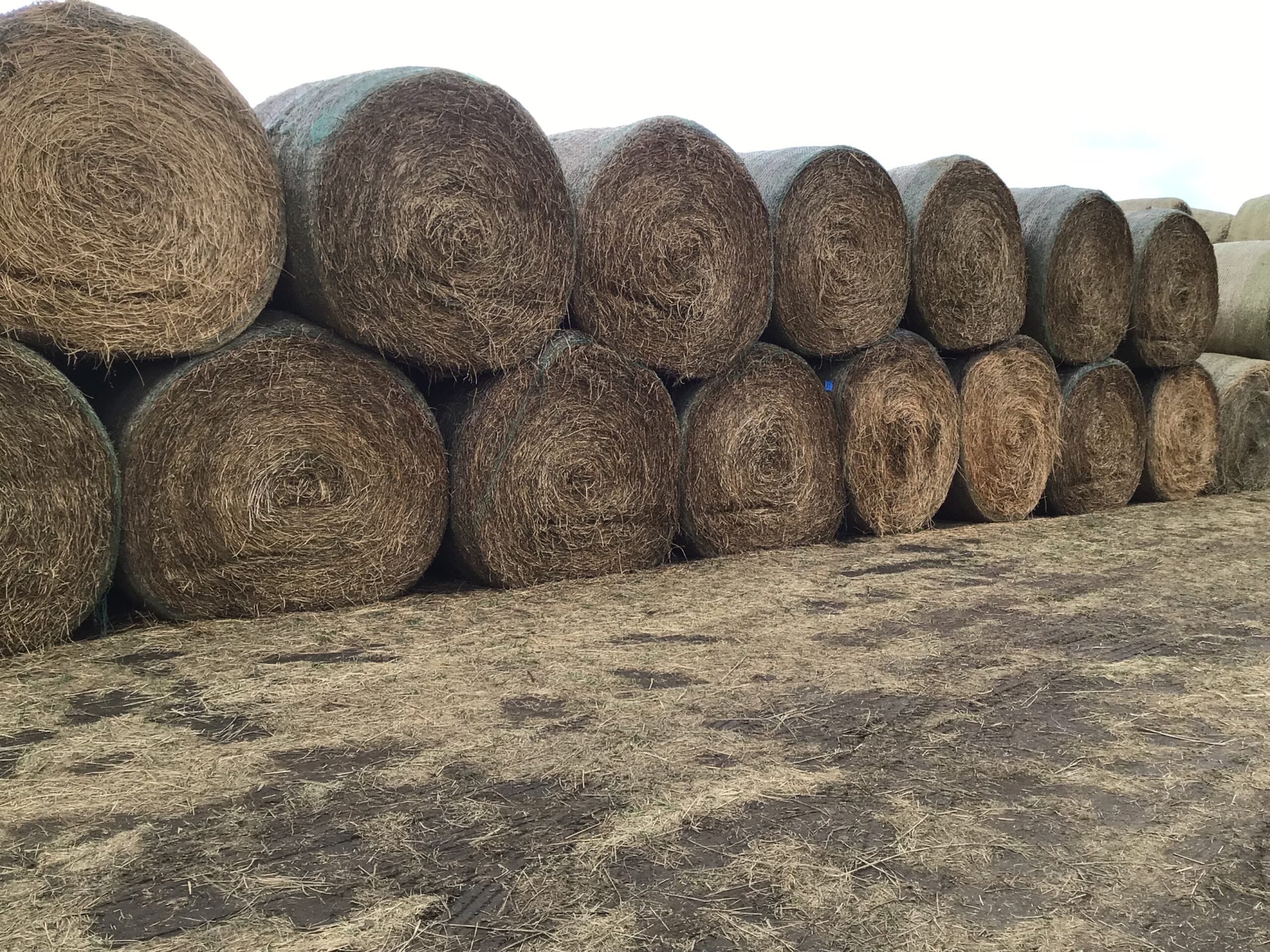 CD43180 44760 43660 Rock Valley Hay Auction