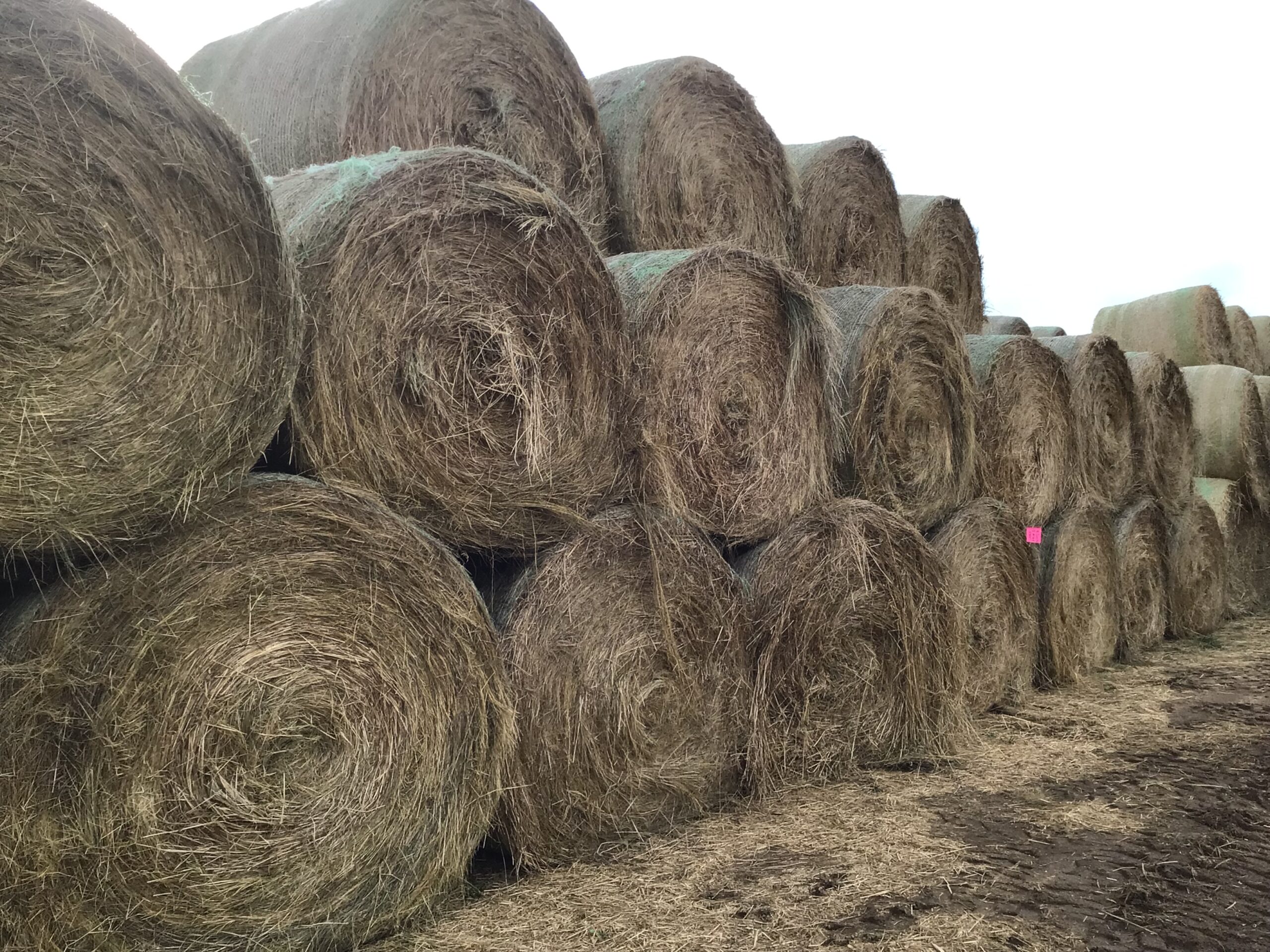 MC49640 48600 Rock Valley Hay Auction