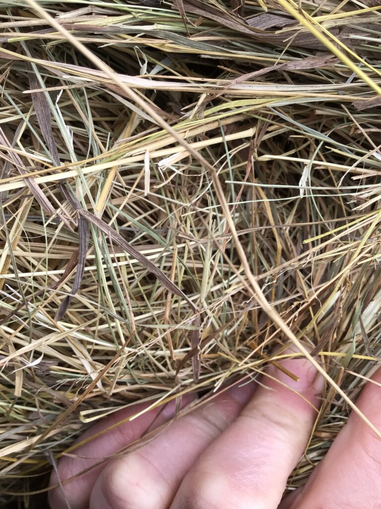 MC49640 48600 Rock Valley Hay Auction