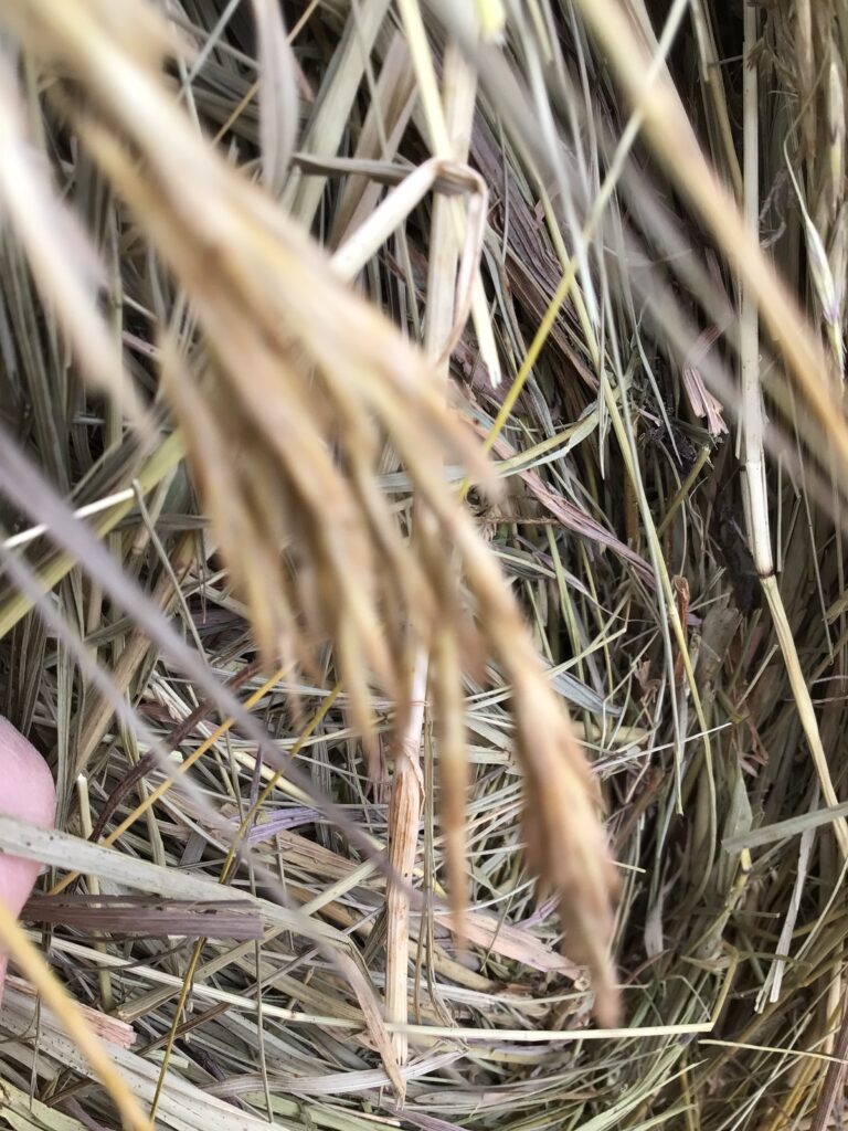 JA52120 Rock Valley Hay Auction