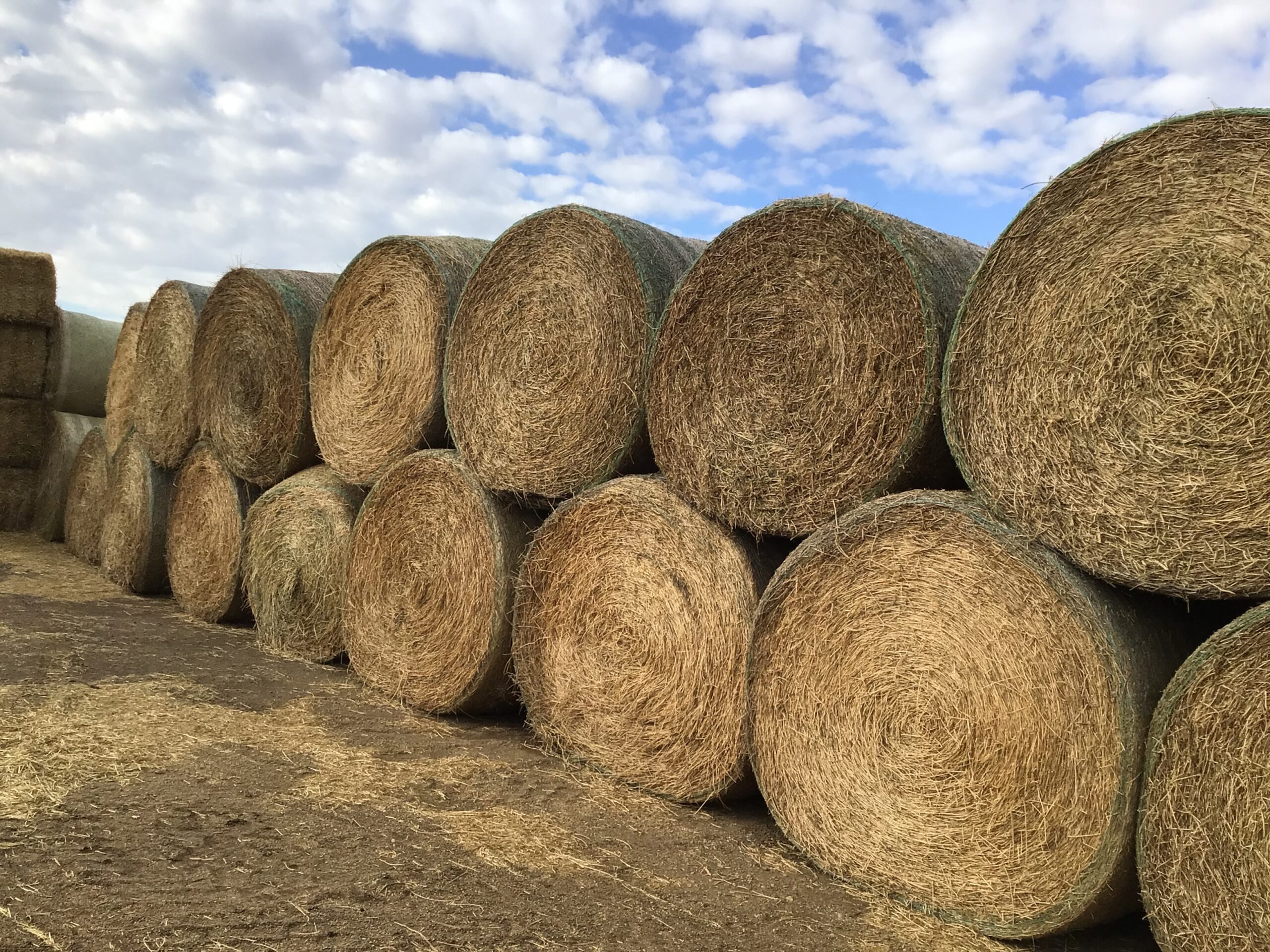 CD40960 42860 41080 Rock Valley Hay Auction